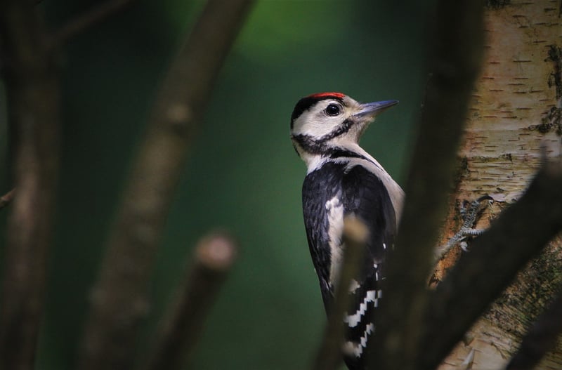DIY bird feeder